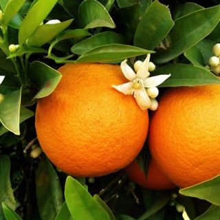 マンダリンオレンジ果皮油