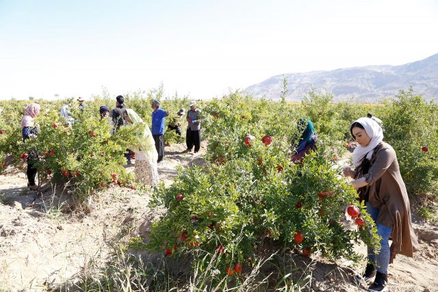 乾燥した大地で育ったザクロを収穫するイランの人々