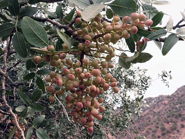 イランのピスタチオの木の実